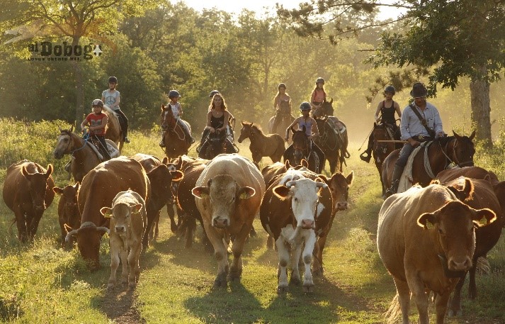 Quarter horse loavsok teheneket terelnek