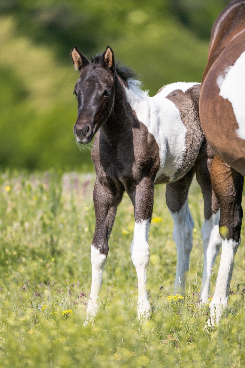 paint horse csikó az Eldobogó lovas farmon