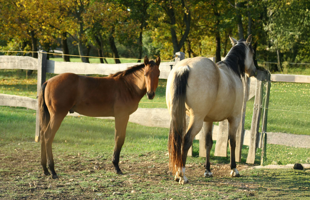 Eldobogó farm, tenyésztés tevékenységhez tartozó kép: Kanca csikóval.